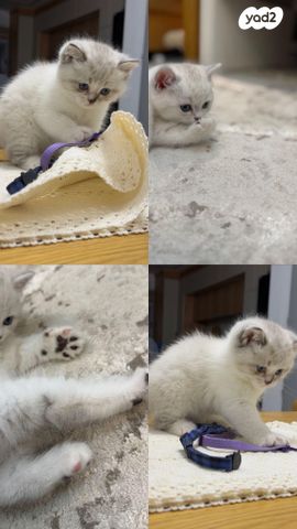 תמונת מודעה - חיות מחמד