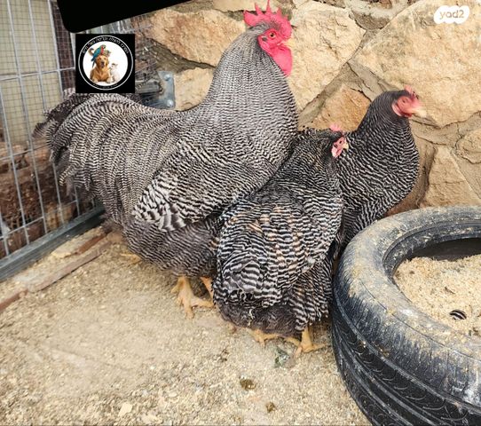 תמונת מודעה - חיות מחמד