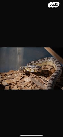 תמונת מודעה - חיות מחמד