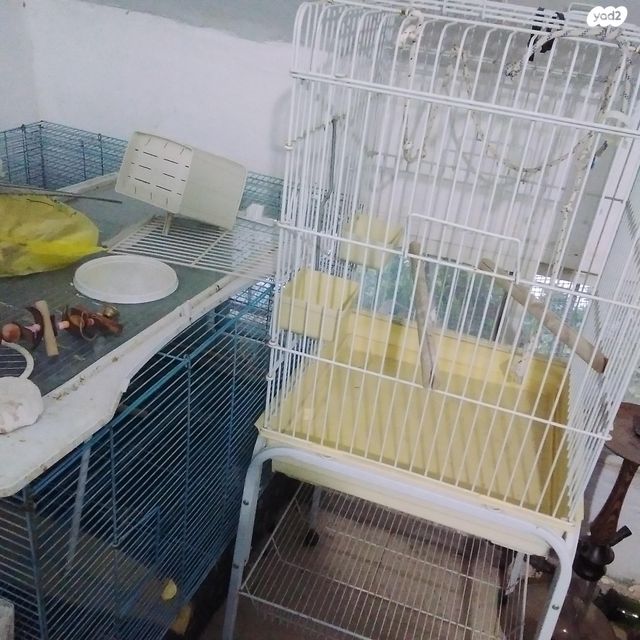 תמונת מודעה - חיות מחמד