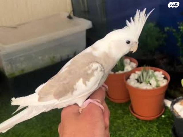 תמונת מודעה - חיות מחמד