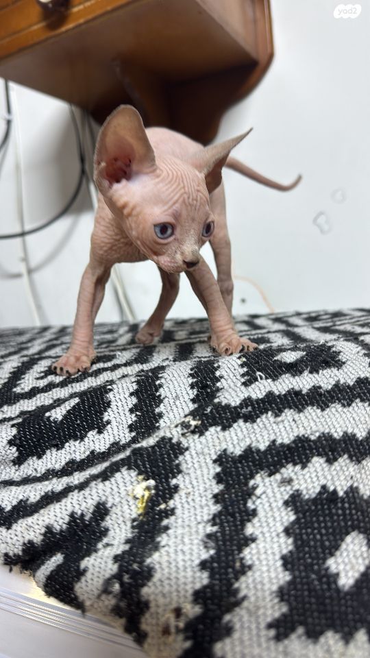 תמונת מודעה - חיות מחמד