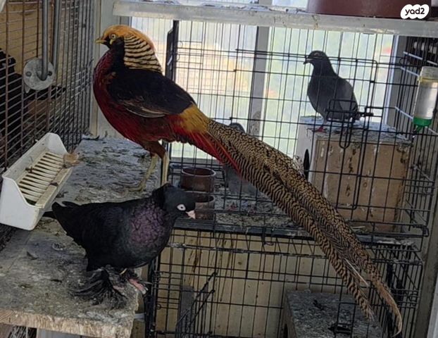 תמונת מודעה - חיות מחמד