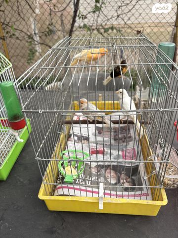 תמונת מודעה - חיות מחמד