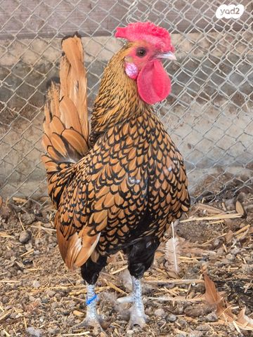 תמונת מודעה - חיות מחמד