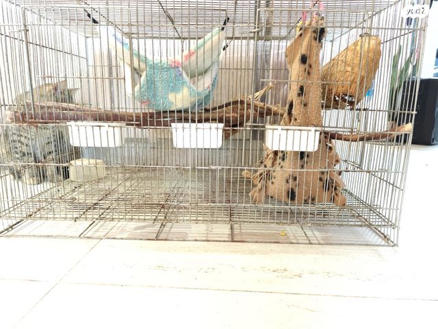 תמונת מודעה - חיות מחמד