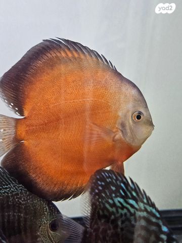 תמונת מודעה - חיות מחמד