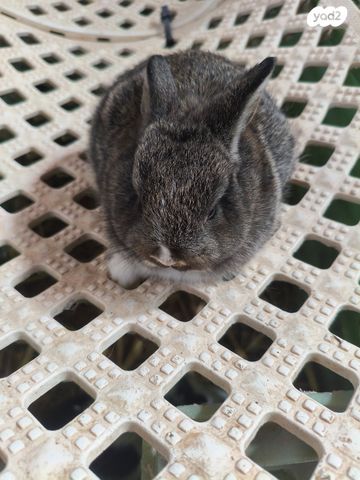 תמונת מודעה - חיות מחמד