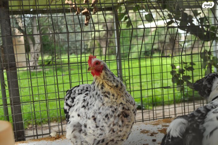 תמונת מודעה - חיות מחמד