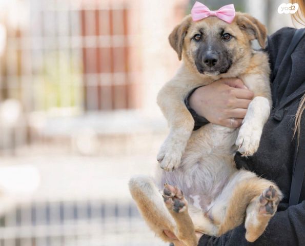 תמונת מודעה - חיות מחמד