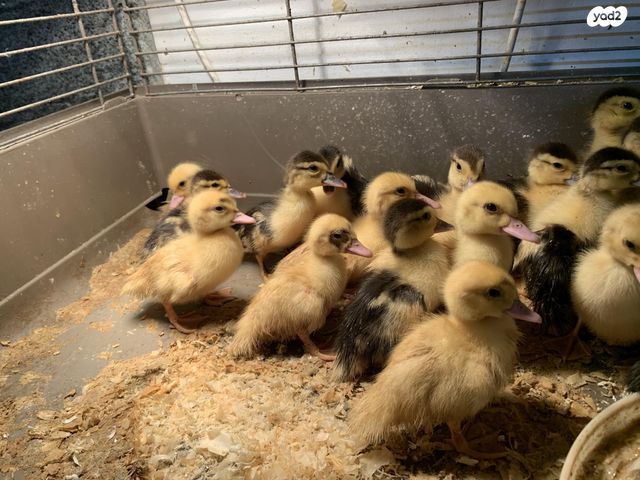 תמונת מודעה - חיות מחמד