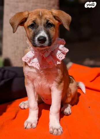 תמונת מודעה - חיות מחמד