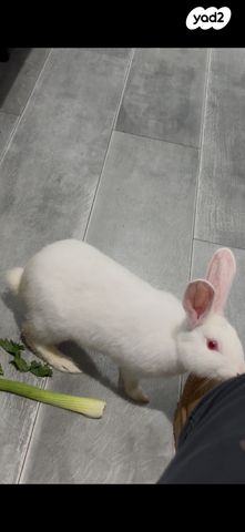 תמונת מודעה - חיות מחמד