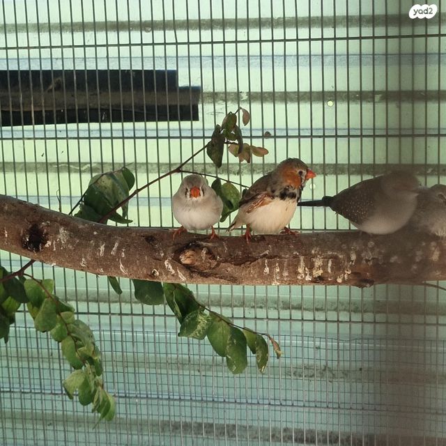 תמונת מודעה - חיות מחמד