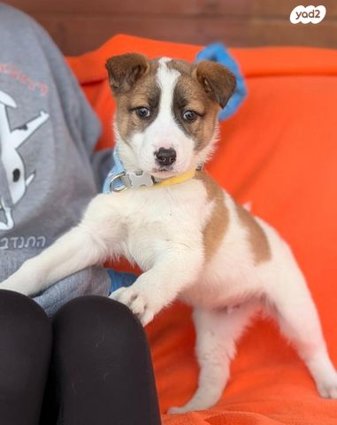 תמונת מודעה - חיות מחמד