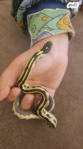 תמונת מודעה - חיות מחמד