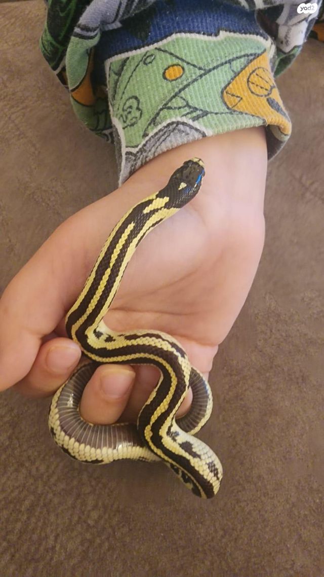 זוחל קינג סנייק