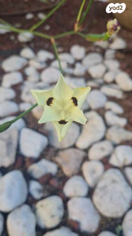 ארלוזורוב 50