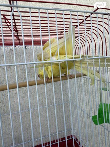 תמונת מודעה - חיות מחמד