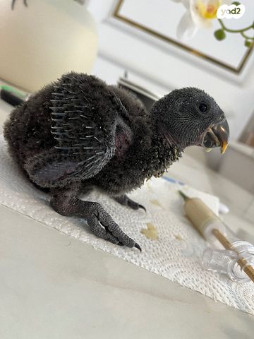 תמונת מודעה - חיות מחמד