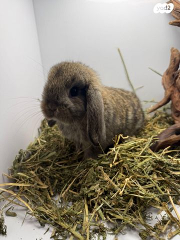 תמונת מודעה - חיות מחמד