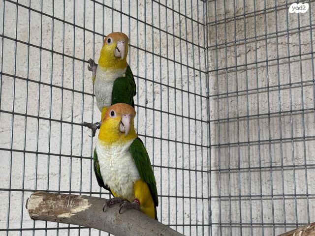 תמונת מודעה - חיות מחמד