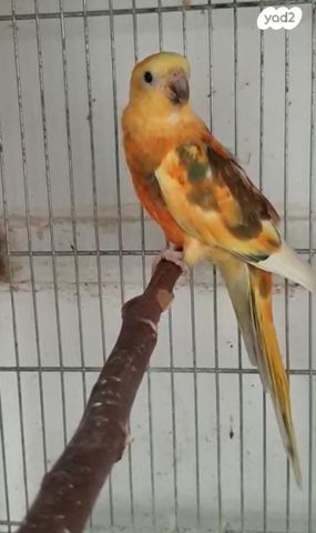 תמונת מודעה - חיות מחמד