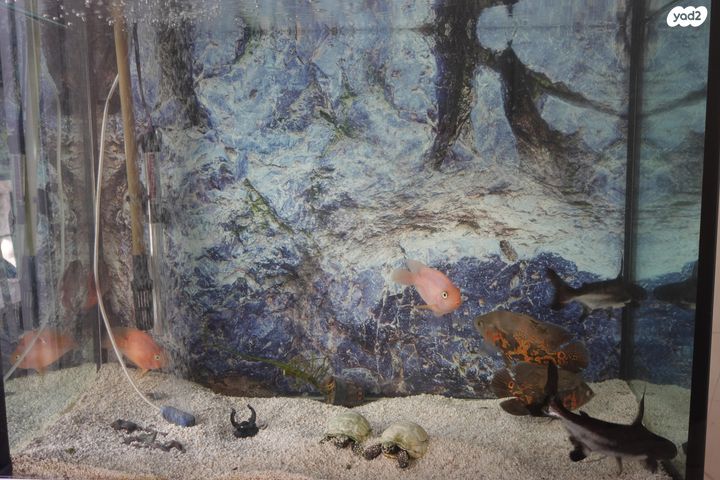 תמונת מודעה - חיות מחמד