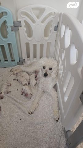 תמונת מודעה - חיות מחמד