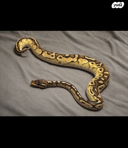 תמונת מודעה - חיות מחמד