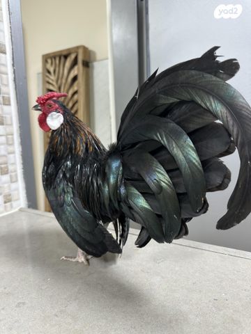 תמונת מודעה - חיות מחמד