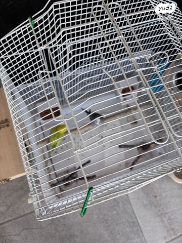 תמונת מודעה - חיות מחמד