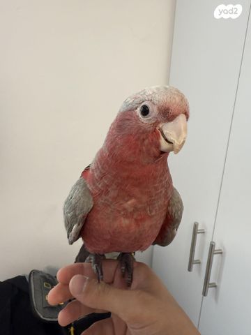 תמונת מודעה - חיות מחמד