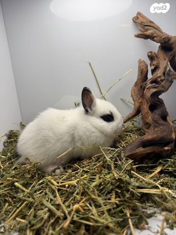 תמונת מודעה - חיות מחמד