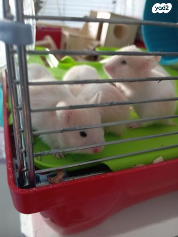 תמונת מודעה - חיות מחמד