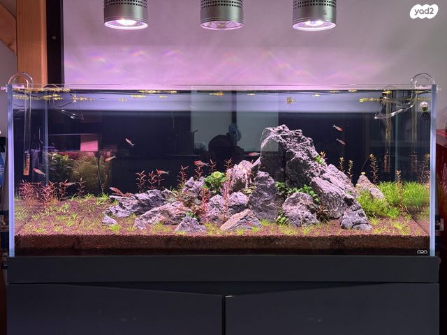 תמונת מודעה - חיות מחמד