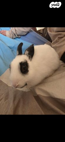 תמונת מודעה - חיות מחמד