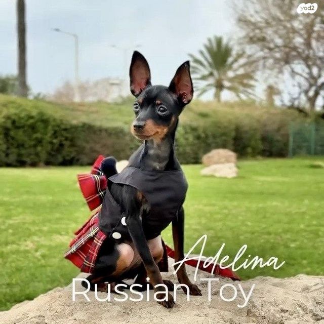 תמונת מודעה - חיות מחמד