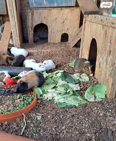 תמונת מודעה - חיות מחמד