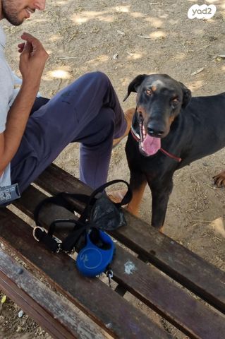 תמונת מודעה - חיות מחמד