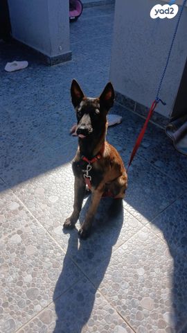 תמונת מודעה - חיות מחמד