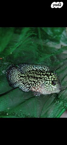 תמונת מודעה - חיות מחמד