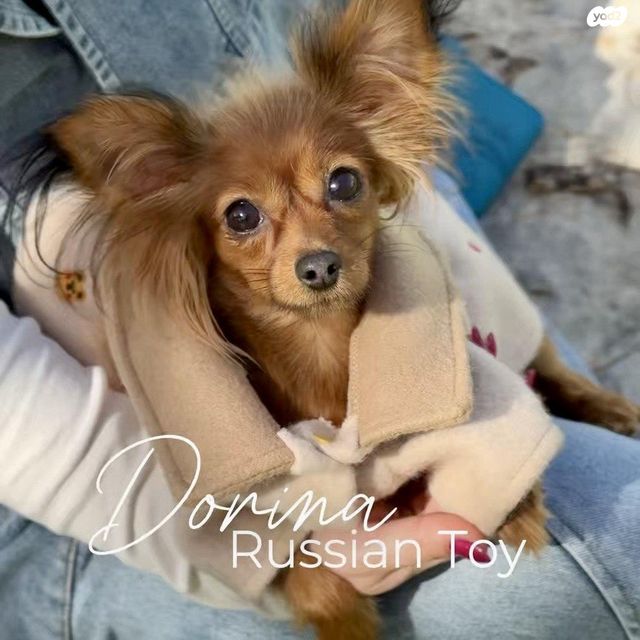 תמונת מודעה - חיות מחמד