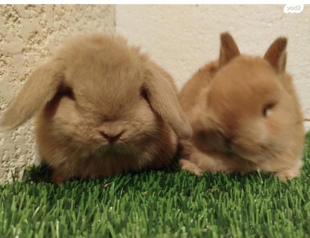 תמונת מודעה - חיות מחמד