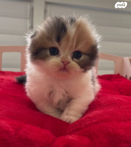 תמונת מודעה - חיות מחמד