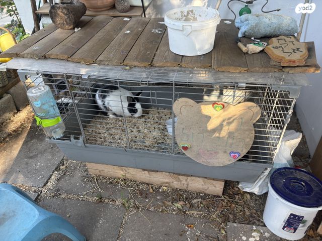 תמונת מודעה - חיות מחמד