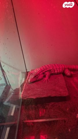 תמונת מודעה - חיות מחמד