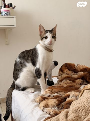 תמונת מודעה - חיות מחמד