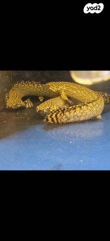 תמונת מודעה - חיות מחמד