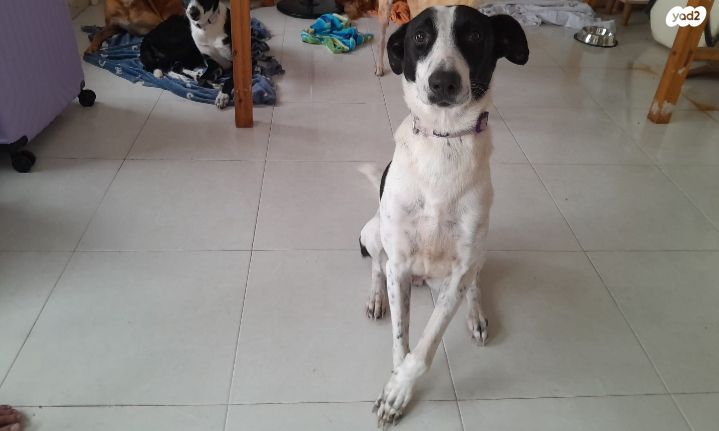 תמונת מודעה - חיות מחמד